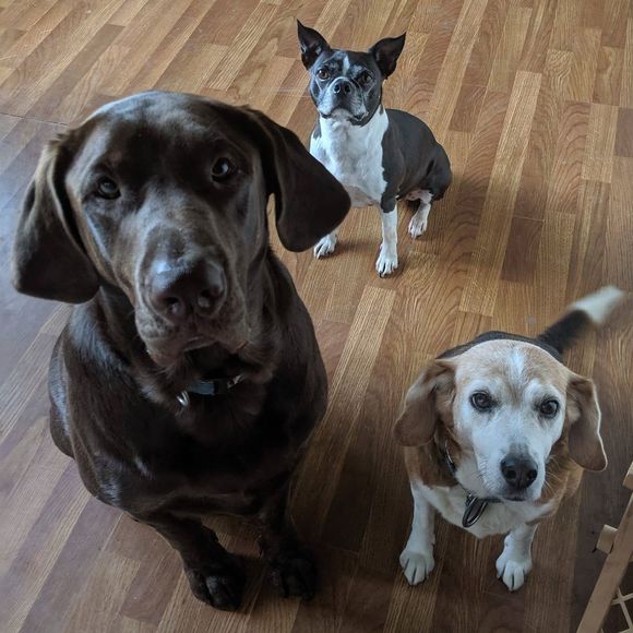 Meet your Posher, Rachel - Picture 1 of 1